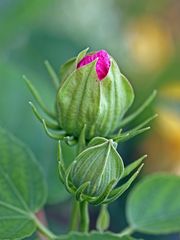 Hibiskusblüte