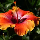 Hibiskusblüte