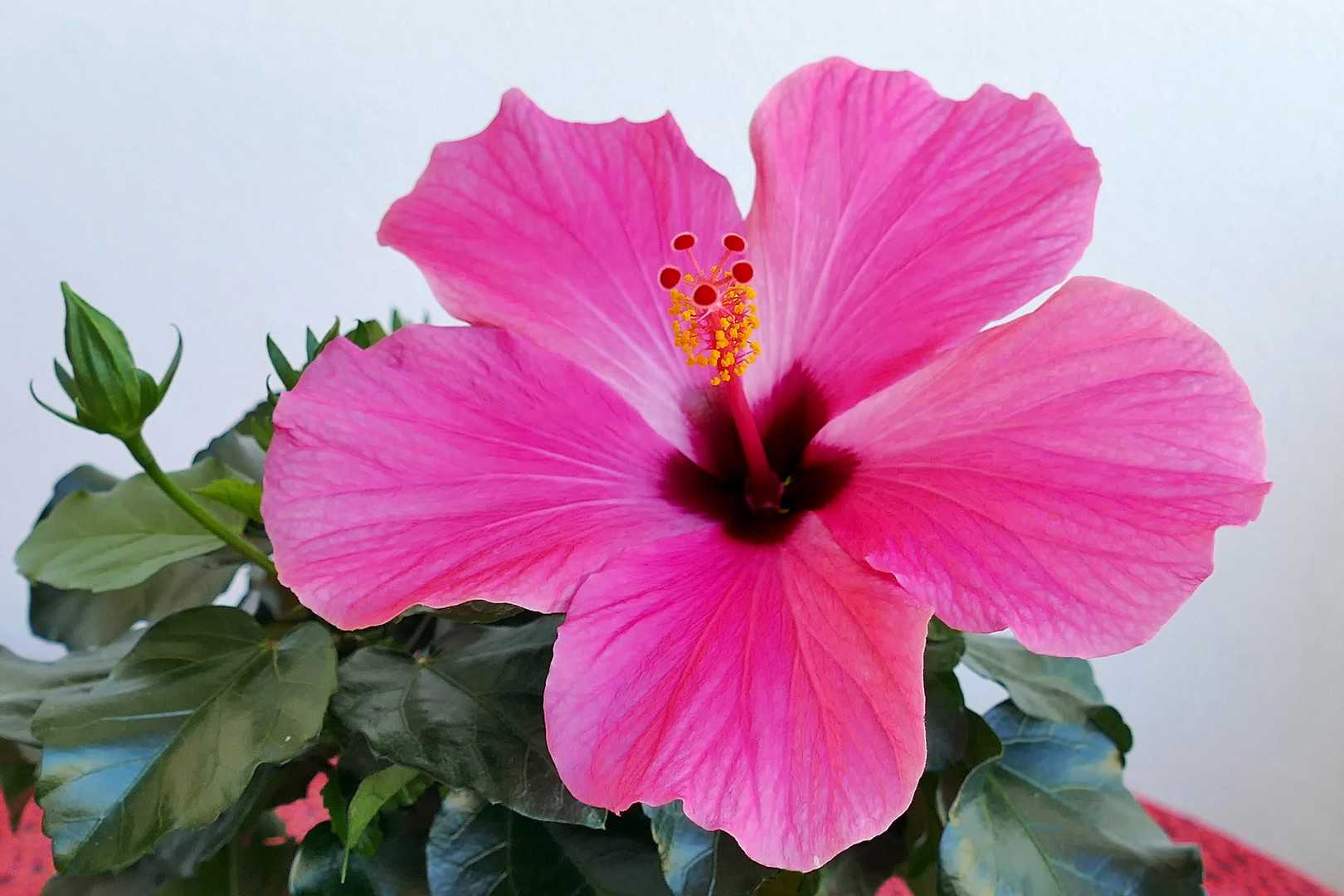 Hibiskusblüte