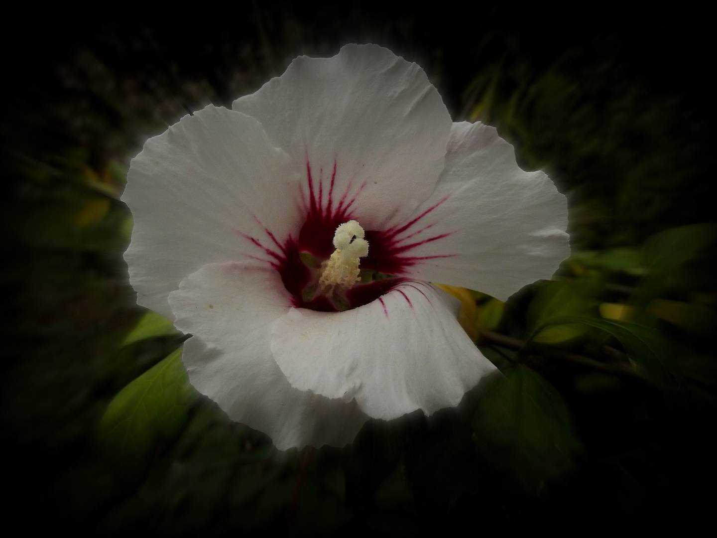 Hibiskusblüte