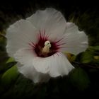 Hibiskusblüte