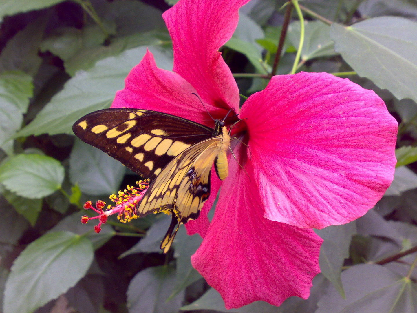 Hibiskusblüte