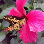 Hibiskusblüte