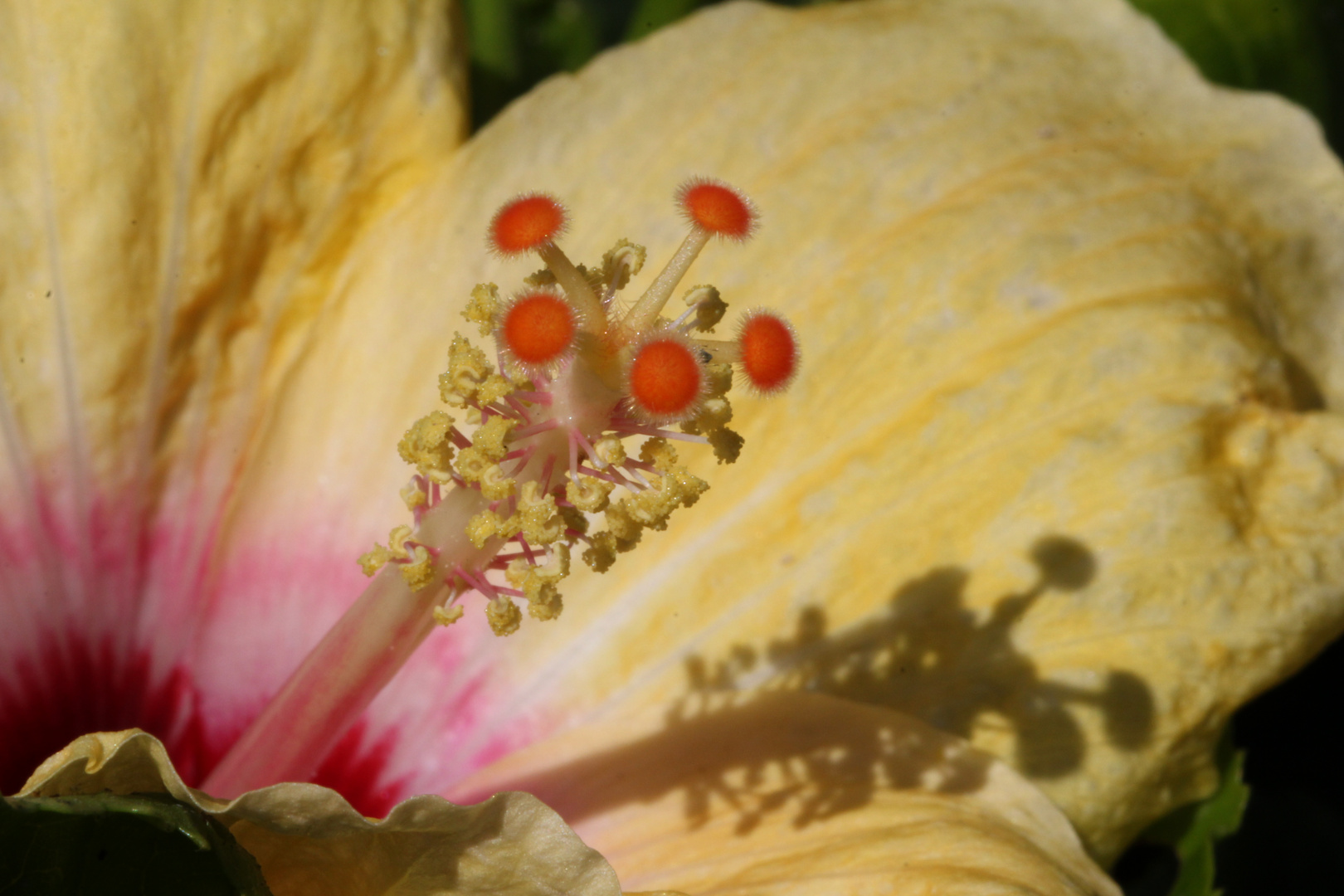 Hibiskusblüte