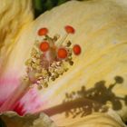 Hibiskusblüte