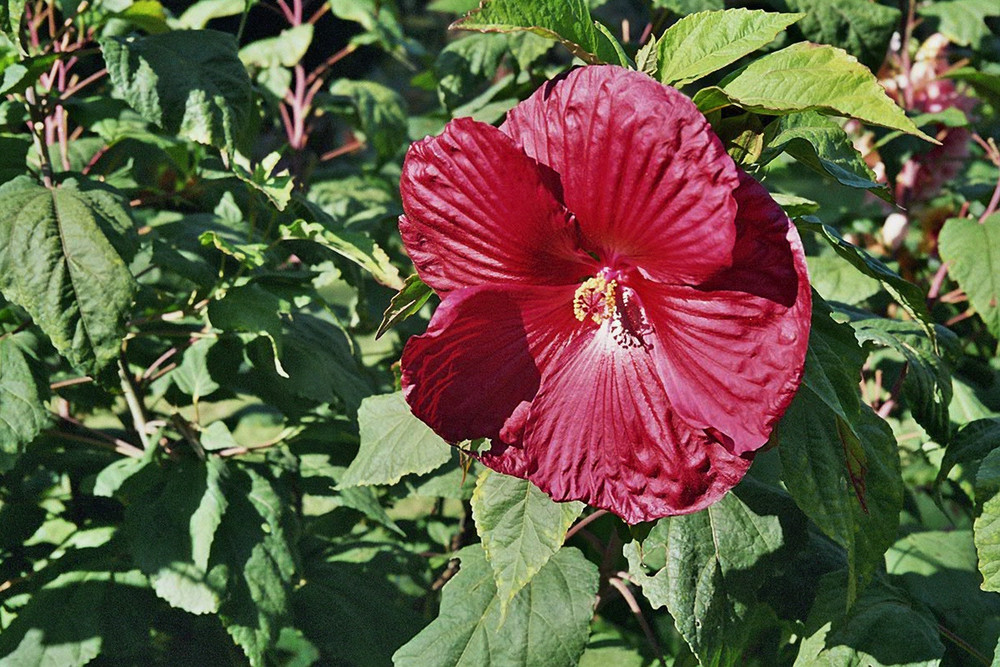 Hibiskusblüte