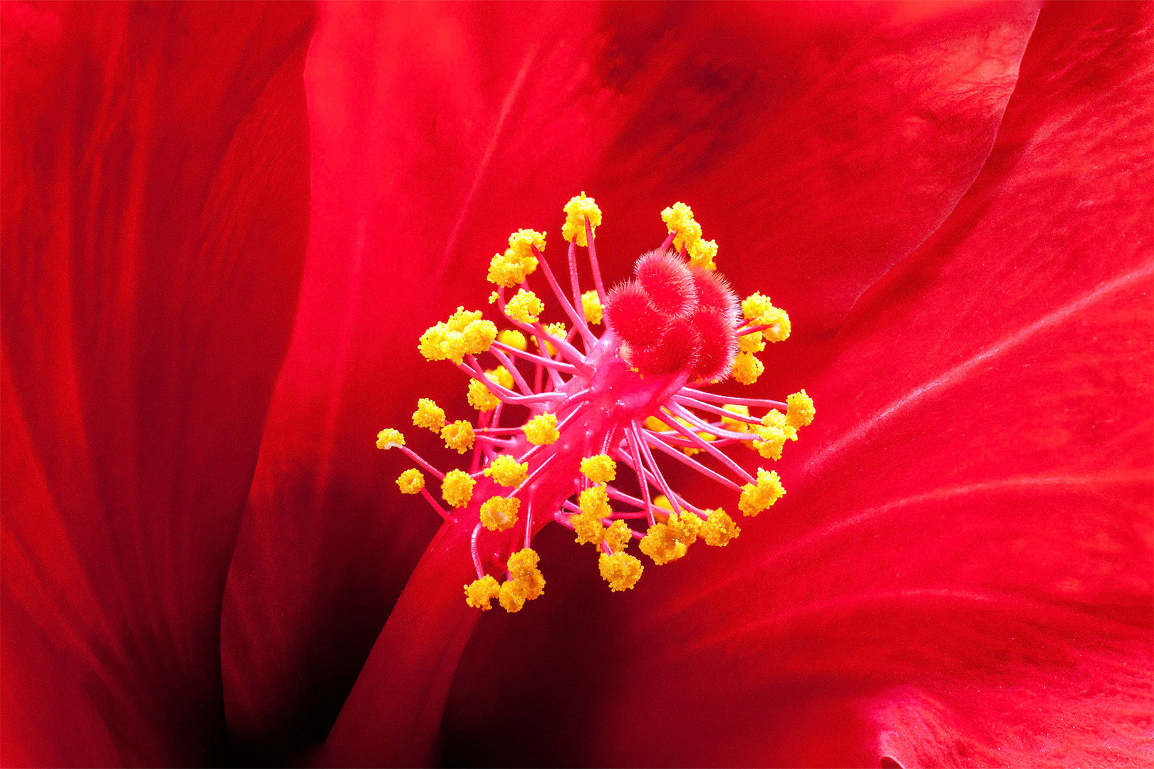 Hibiskusblüte