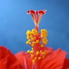 Hibiskusblüte