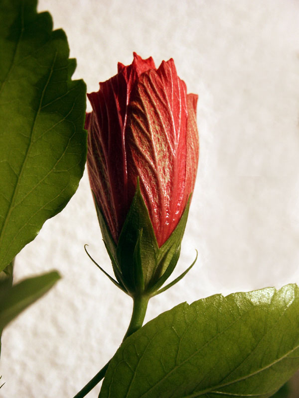 Hibiskusblüte