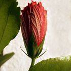 Hibiskusblüte