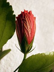 Hibiskusblüte