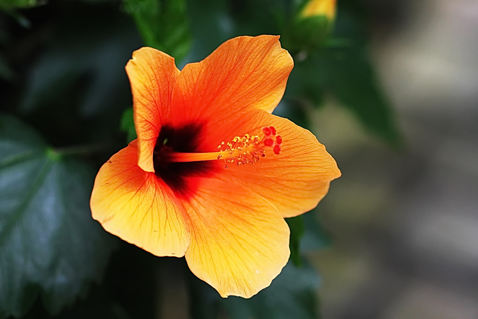 Hibiskusblüte