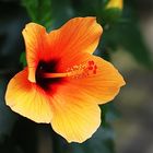 Hibiskusblüte