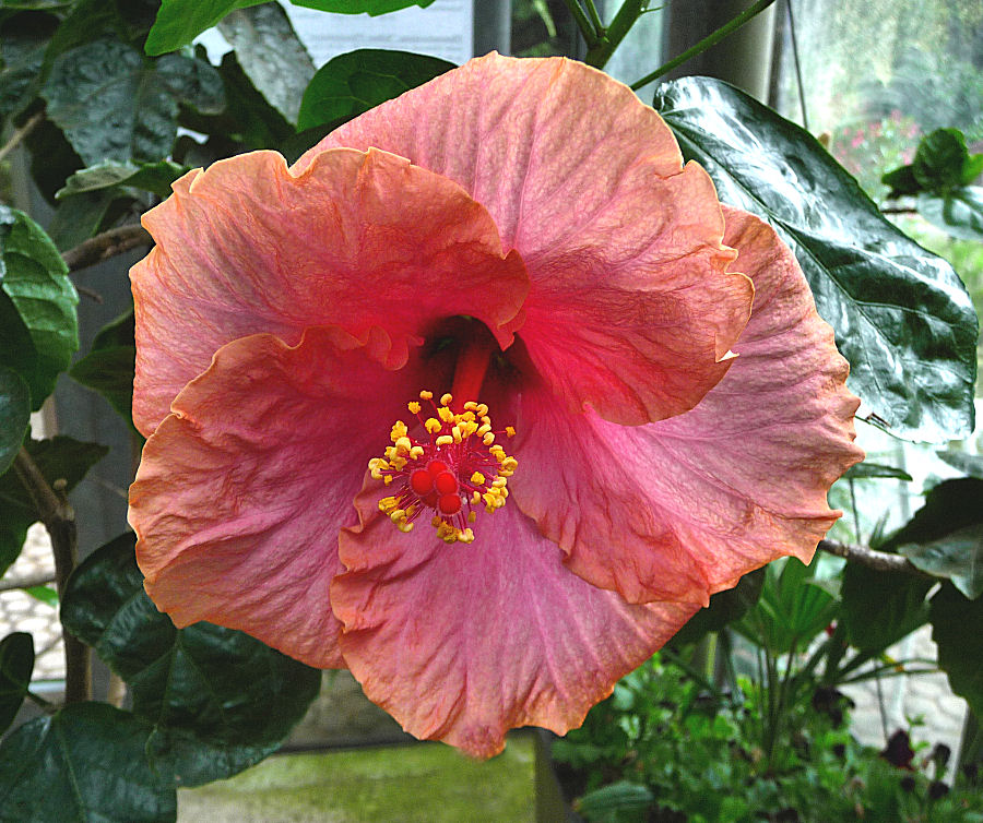 Hibiskusblüte