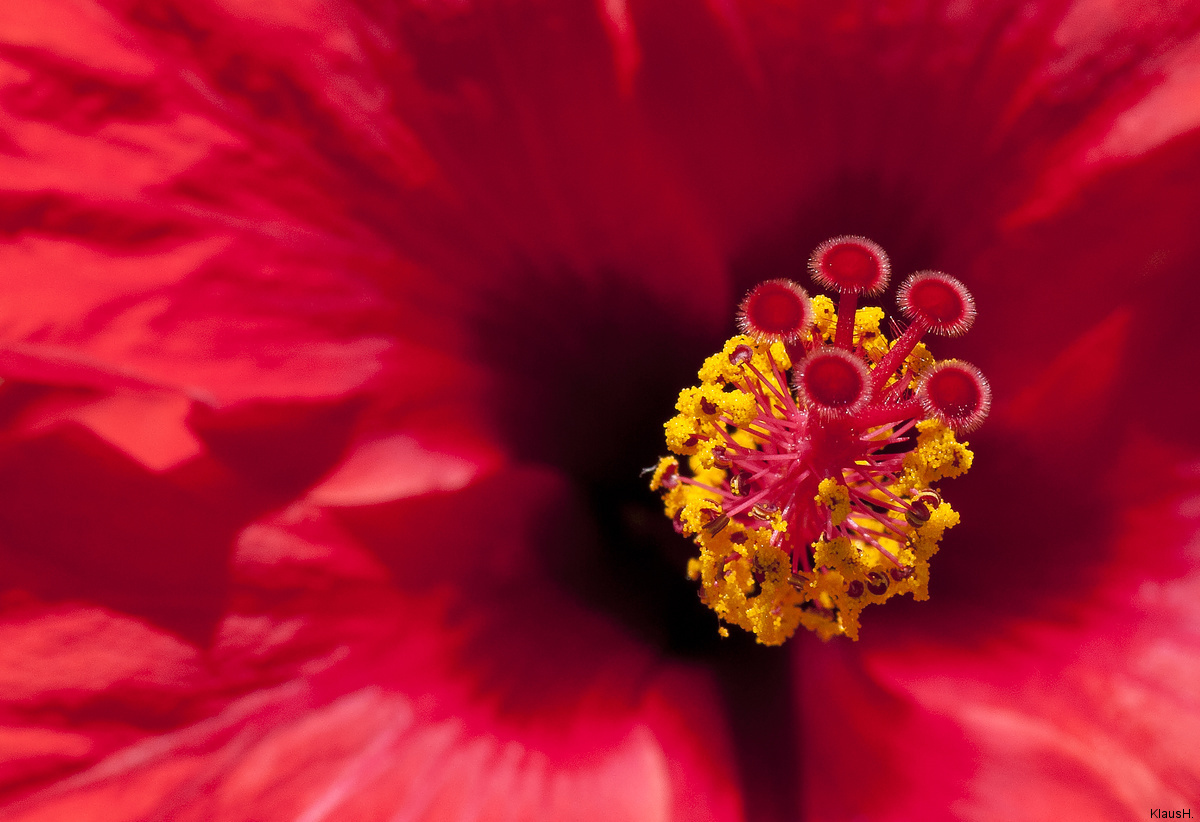 Hibiskusblüte ...