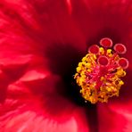 Hibiskusblüte ...