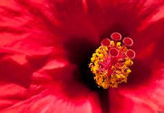 Hibiskusblüte ...