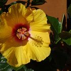 Hibiskusblüte 