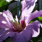 Hibiskusblüte....