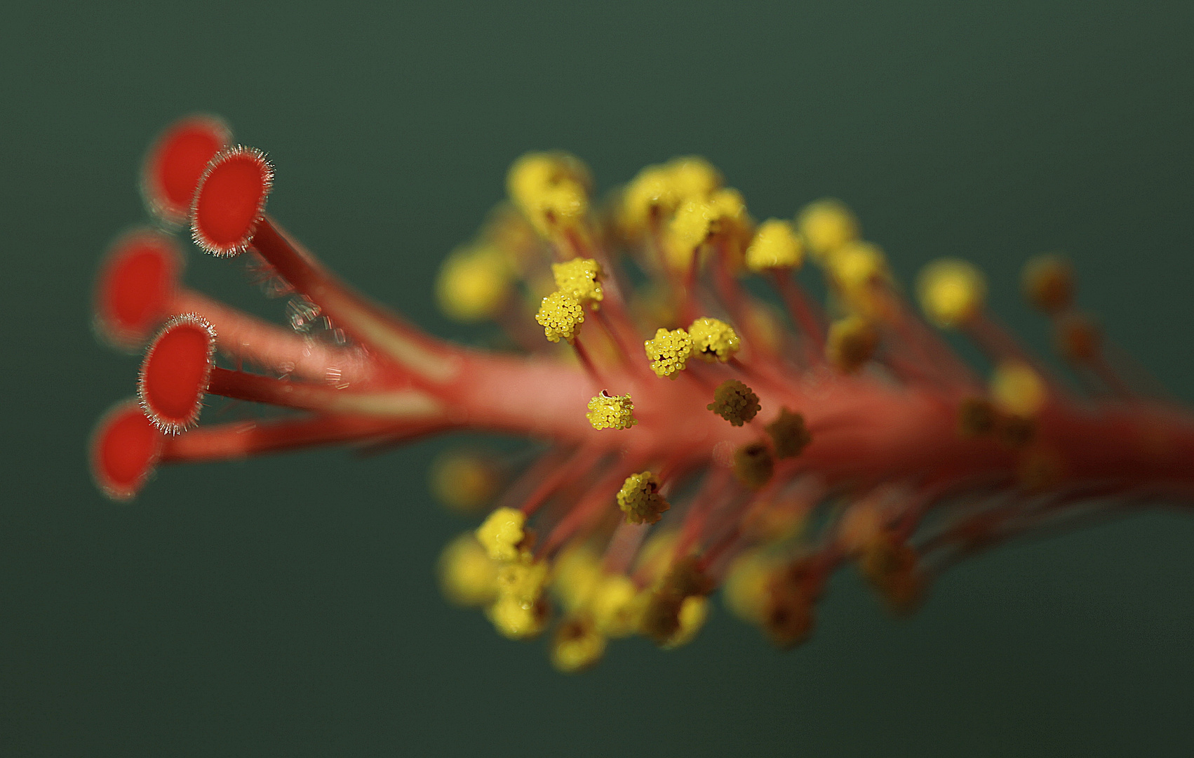 ***Hibiskusblüte***