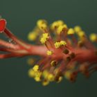 ***Hibiskusblüte***