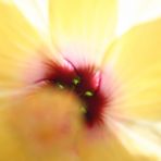 Hibiskusblüte