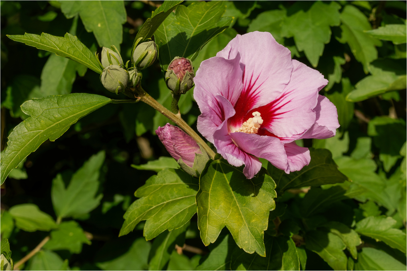 Hibiskusblüte  .....