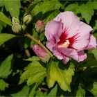 Hibiskusblüte  .....