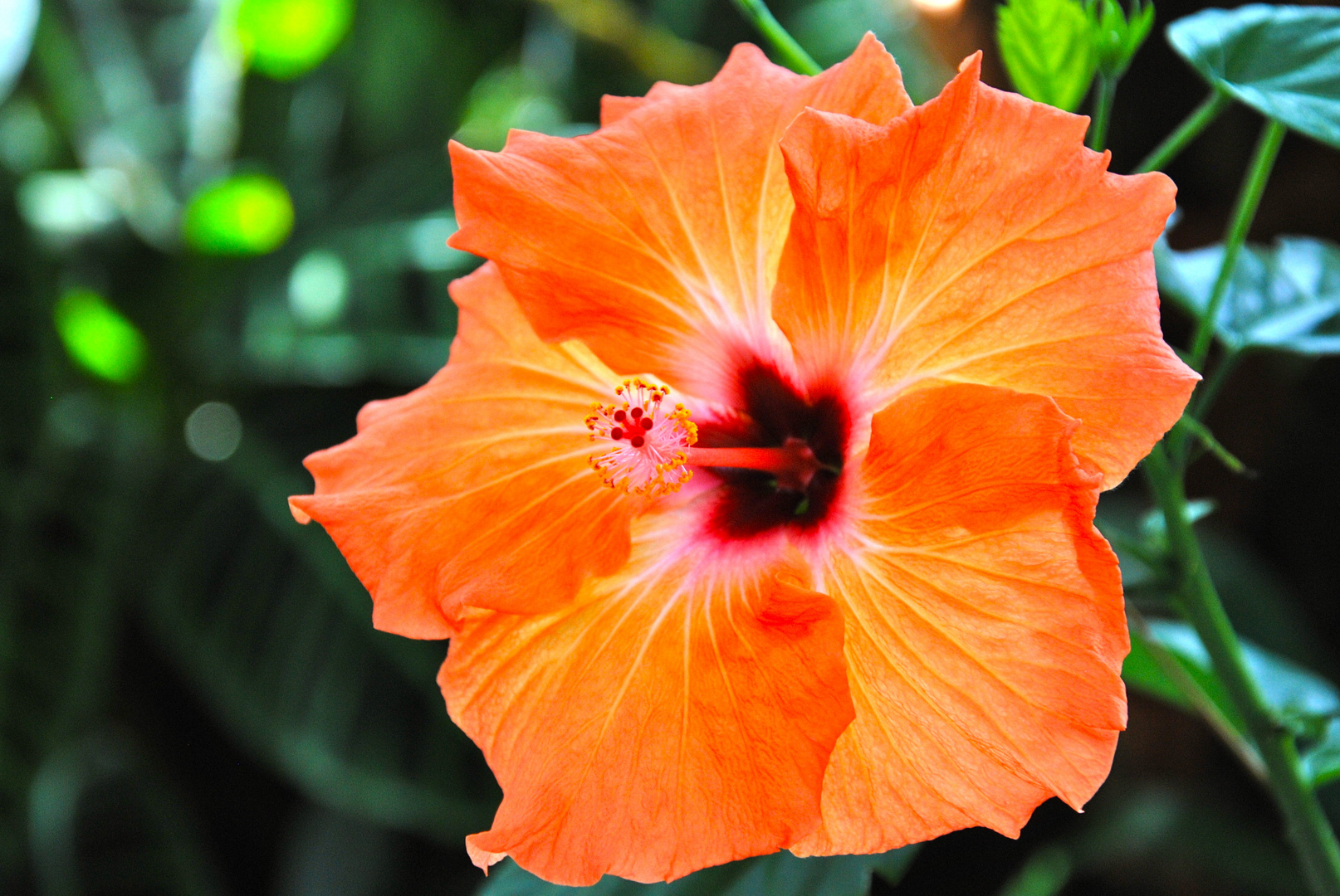 Hibiskusblüte