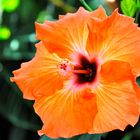 Hibiskusblüte