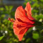 Hibiskusblüte