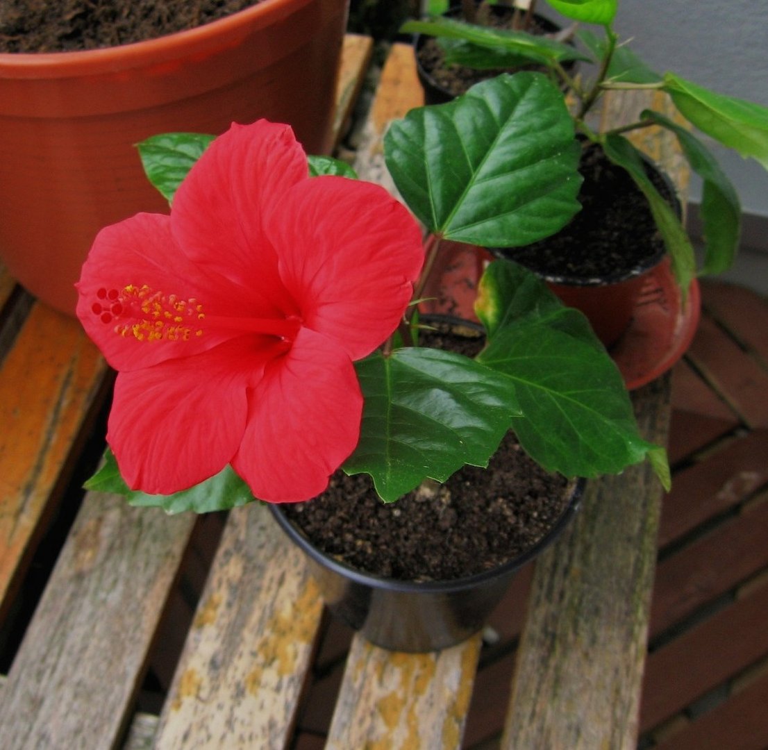 Hibiskusblüte