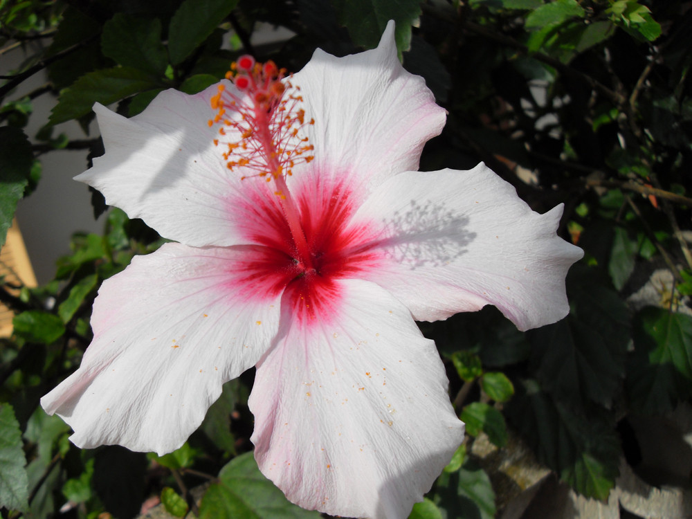 Hibiskusblüte