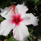 Hibiskusblüte