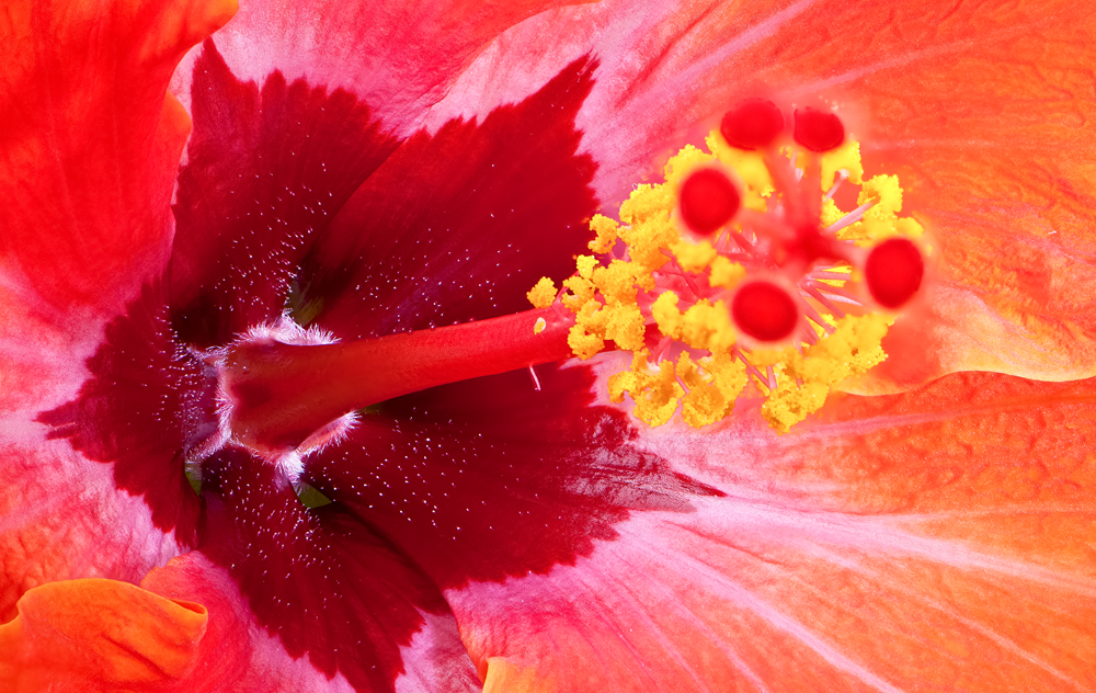 Hibiskusblüte