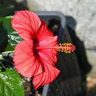 Hibiskusblüte