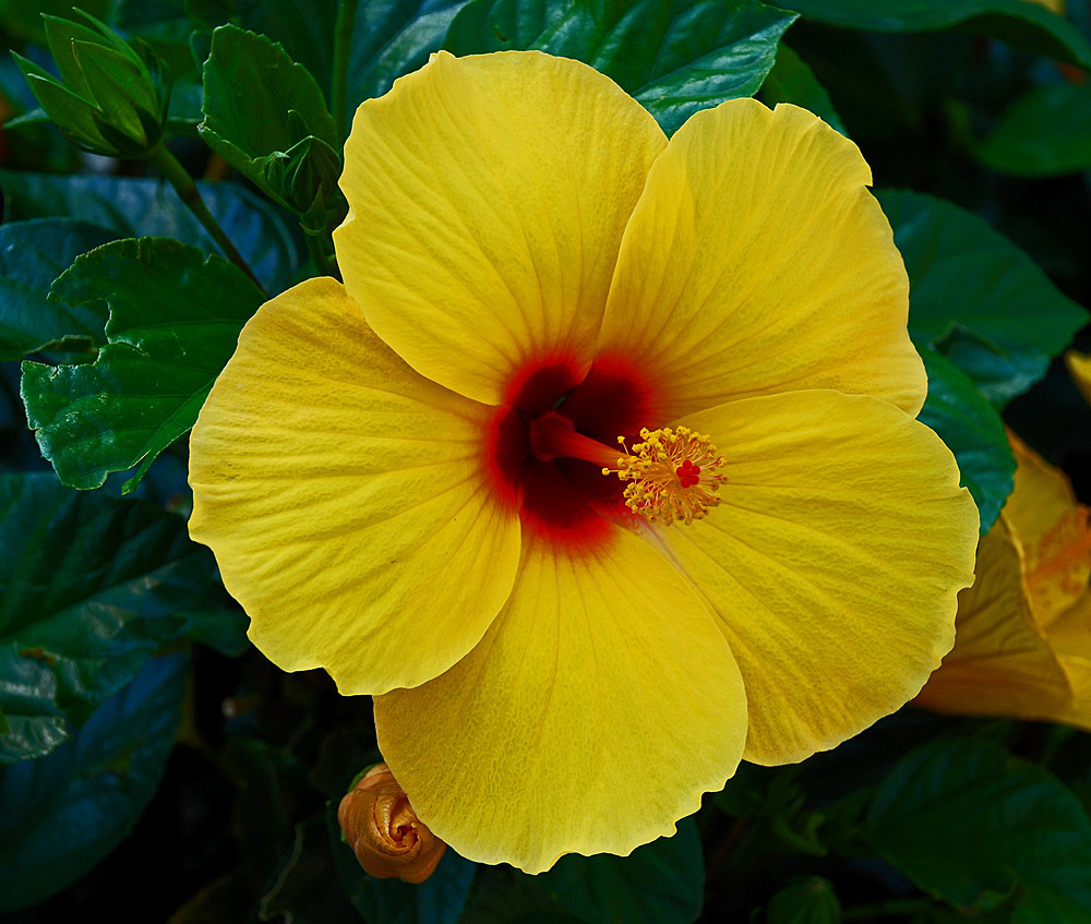 Hibiskusblüte