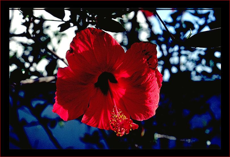 Hibiskusblüte