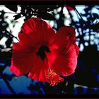 Hibiskusblüte