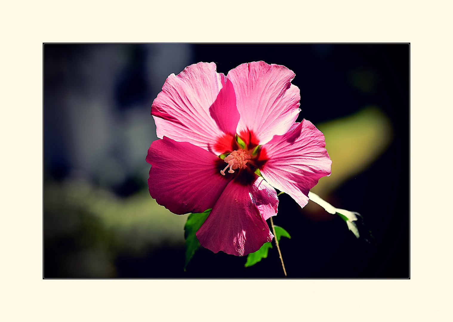 Hibiskusblüte 