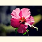 Hibiskusblüte 