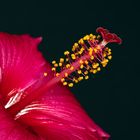 Hibiskusblüte