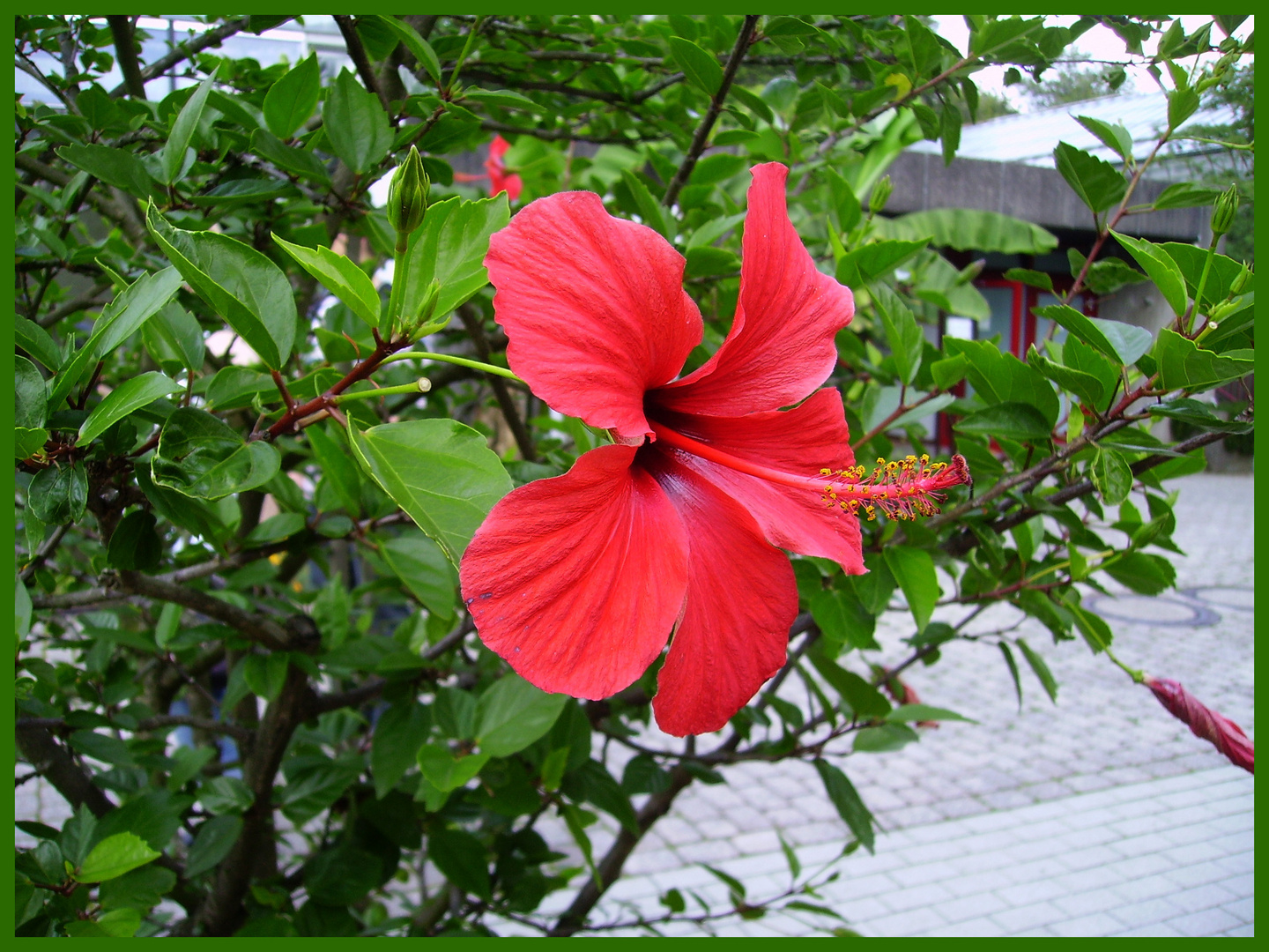 Hibiskusblüte