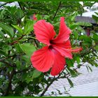 Hibiskusblüte