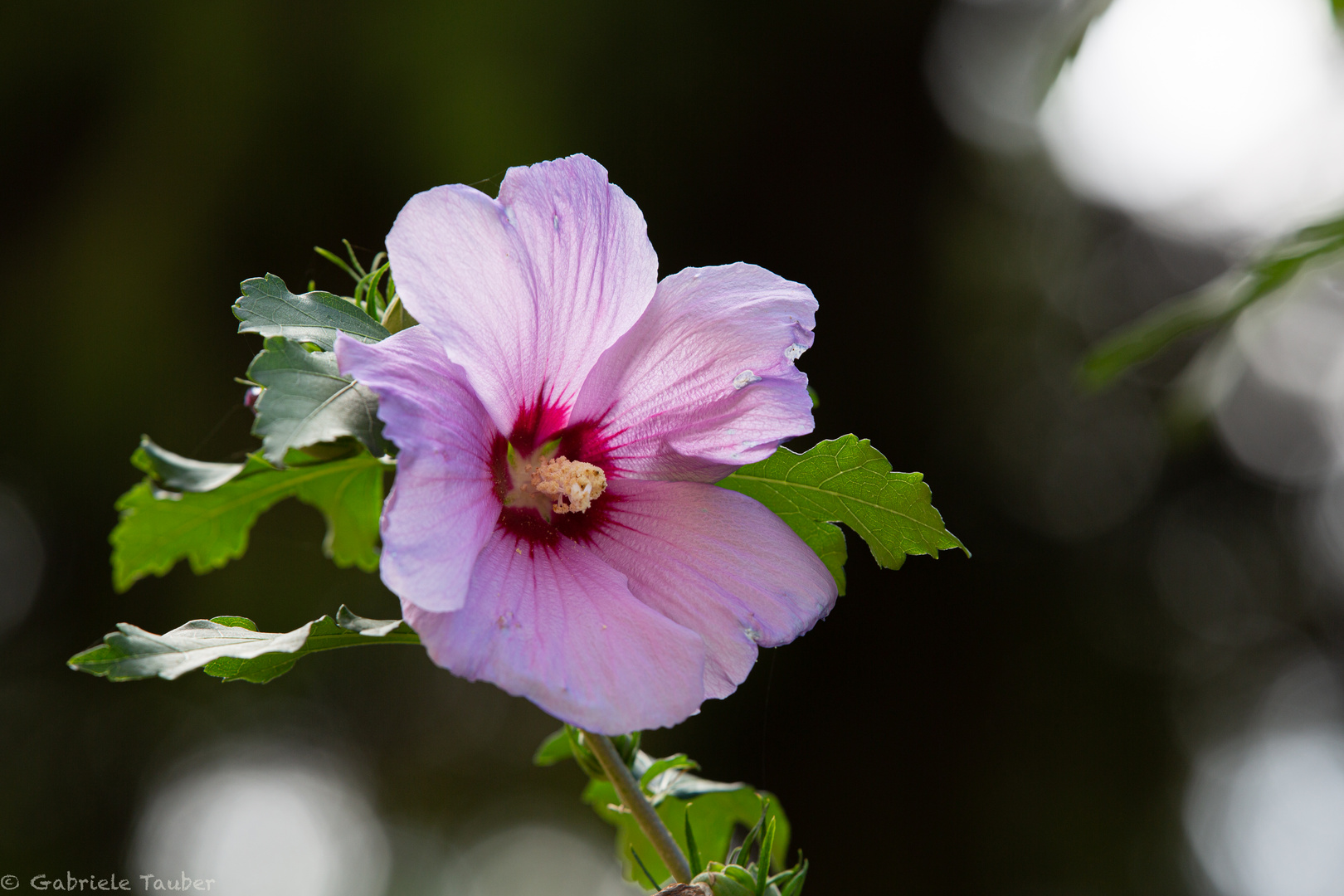 Hibiskusblüte