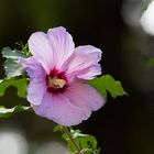 Hibiskusblüte