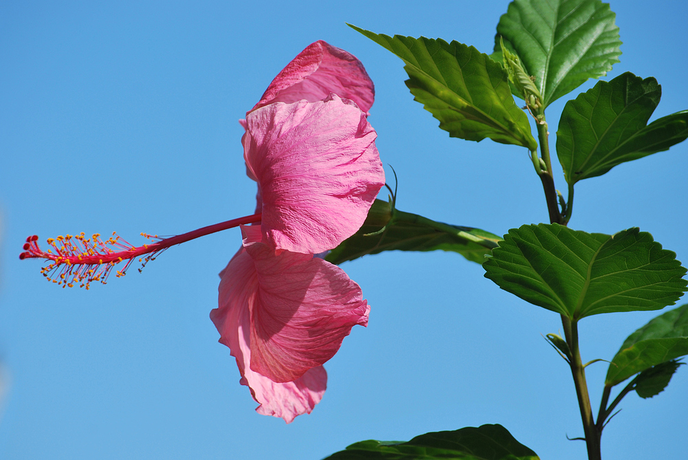 Hibiskusblüte