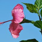 Hibiskusblüte