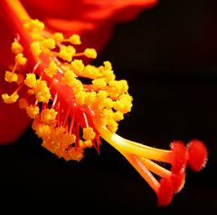 Hibiskusblüte