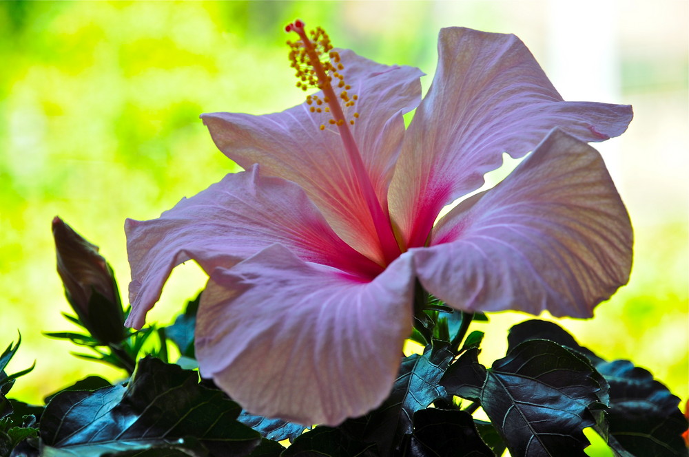 Hibiskusblüte